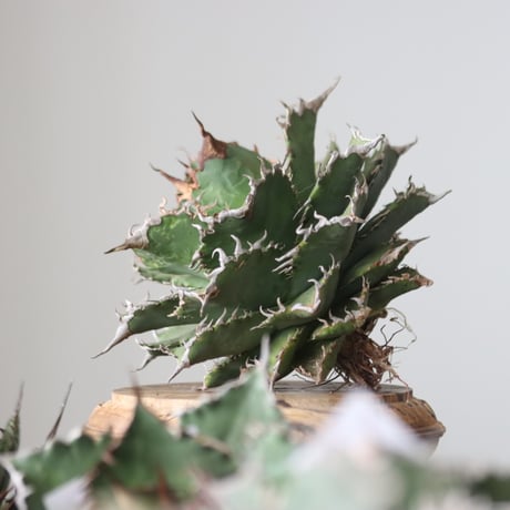 Agave titanota solareclipse / Style of Chika　no.42145