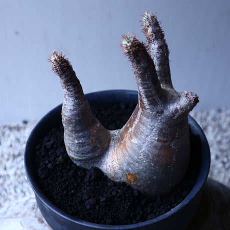 パキポディウム グラキリス   Pachypodium rosulatum var. gracilius no.12626