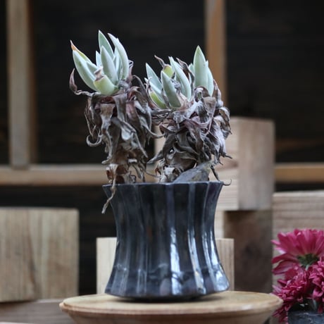 dudleya | STORES