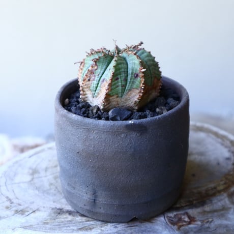 ユーフォルビア  バリダ  hyb   Euphorbia valida  hyb   no.60203