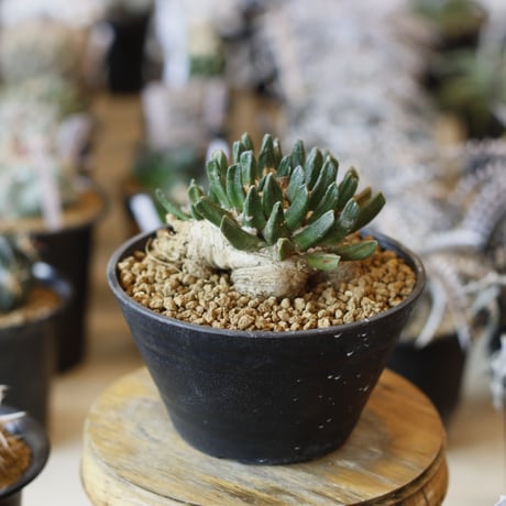 Ariocarpus scapharostrum / 竜角牡丹 (4.5号)  no.1226/3