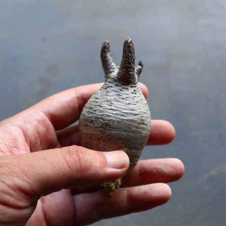 パキポディウム グラキリス 抜苗  Pachypodium rosulatum var. gracilius no.92906