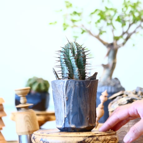 Euphorbia  horrida × Kaori Ono    no.91720