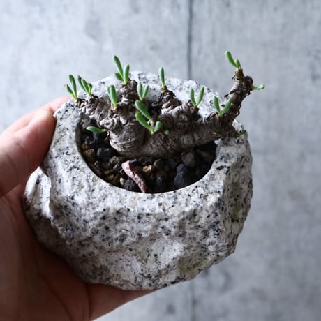 オトンナ    クラビフォリア        Othonna clavifolia  no.008