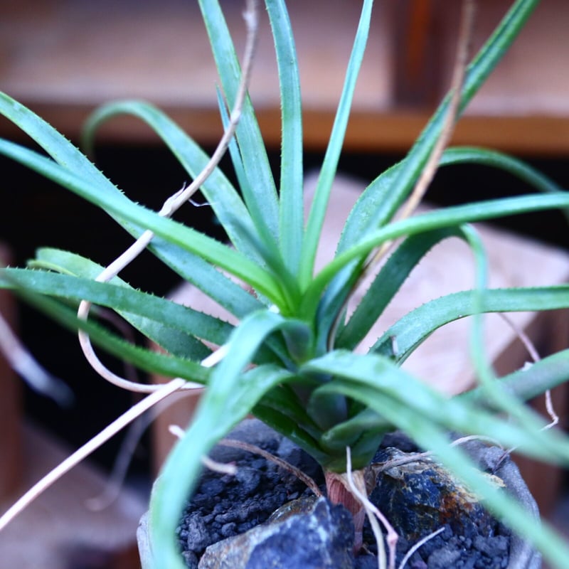 aloe vera blüte bilder Santaverde age protect oil main image 0