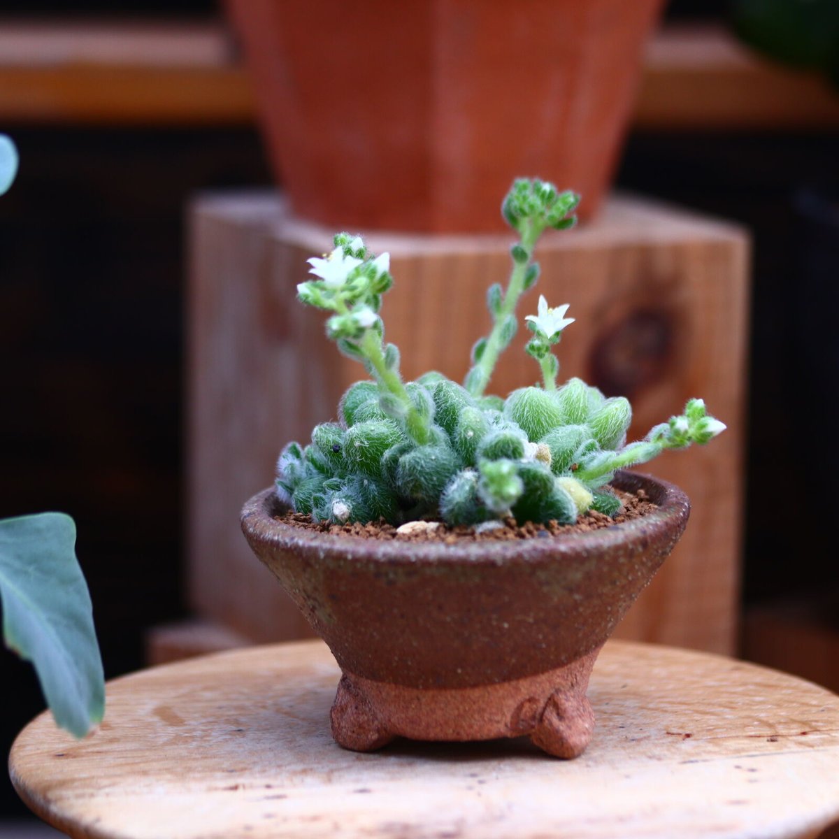 セダム モシニアナム (新ヒントニー)／Sedum mocinianum no.3063