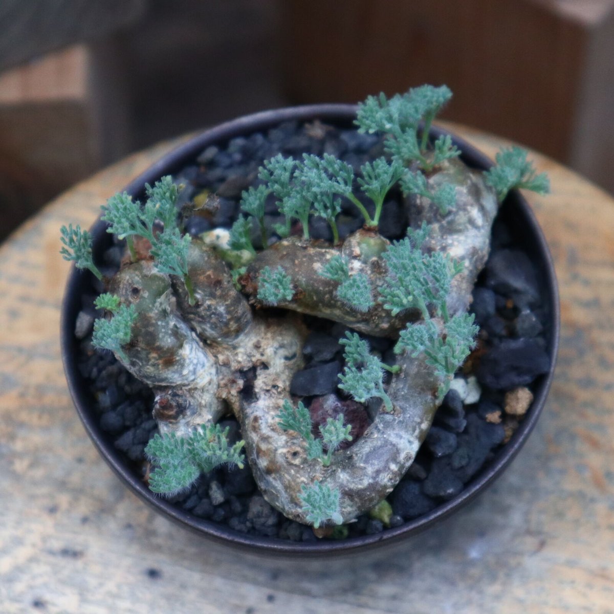 サルコカウロン ムルチフィズム／Sarcocaulon multifidum no.82