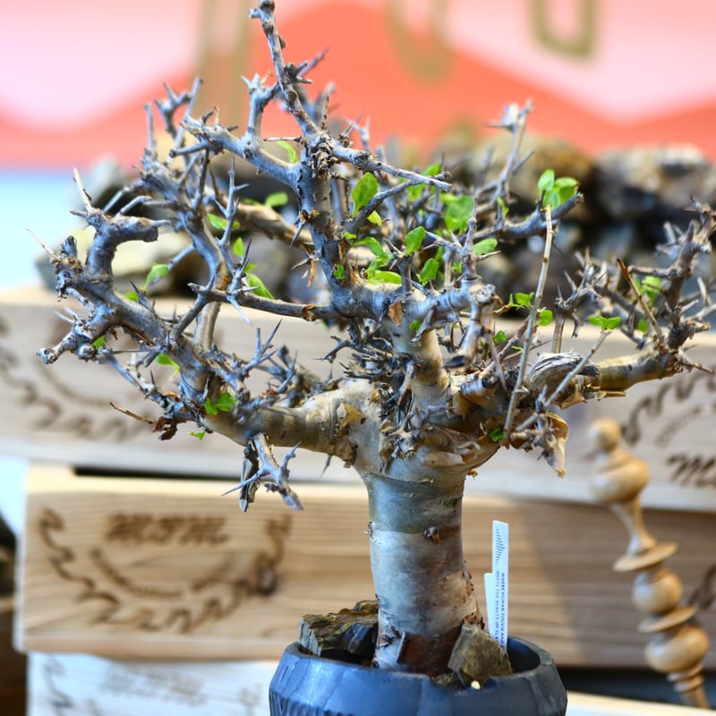 Commiphora wightii × N/OH no.107142 | 芽の巣山