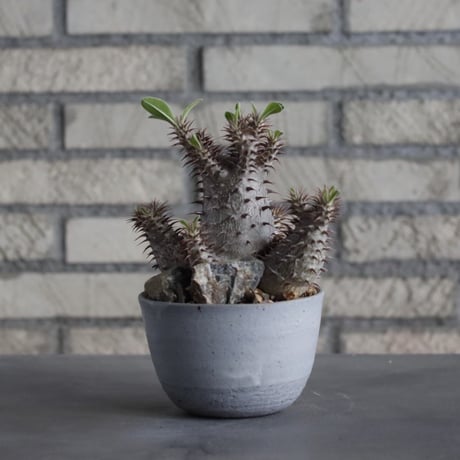 Pachypodium makayense × Atsushi Funakushi (3号)  no.315/6