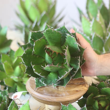 U.S. horrida (Agave horrida) / Style of Chika　no.1215-74