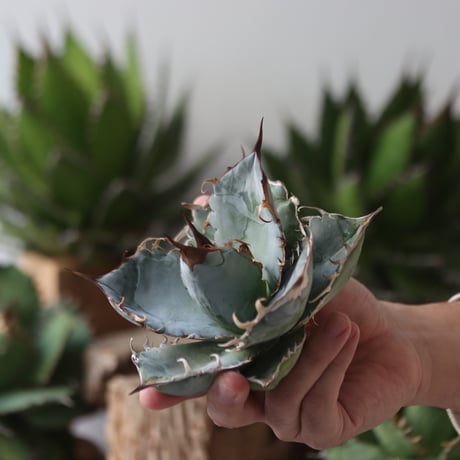 U.S. personal collection Blue (Agave titanota blue) / Style of Chika　no.1206-45
