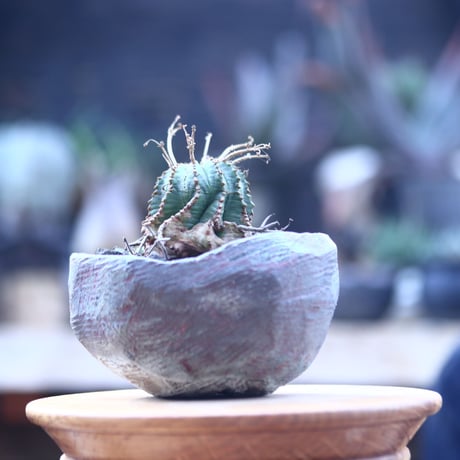 ユーフォルビア  バリダ     Euphorbia valida    no.22835