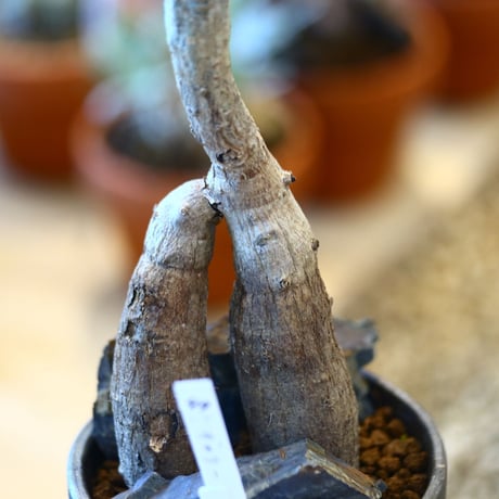 YAMABACHI ver. takero pot  × Operculicarya decaryi  no.102249
