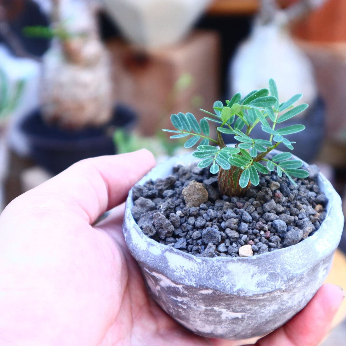 鉢付き》センナ メリディオナリス 実生 No.776（宝石のような観葉植物 