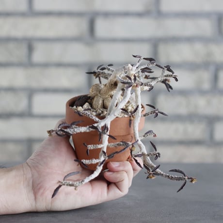 Euphorbia cylindrifolia × YAMABACHI (3号) no.621/46