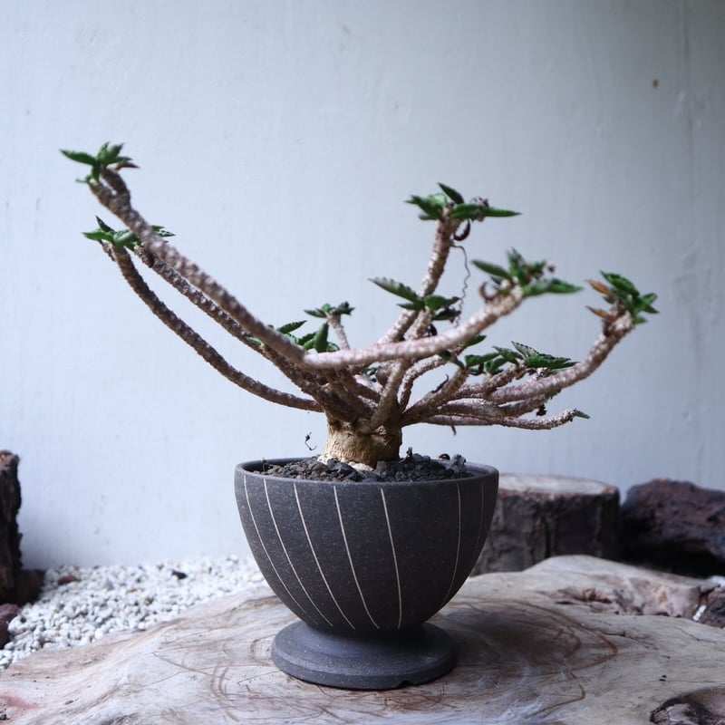 ユーフォルビア デカリー Euphorbia decaryi no.112408 |