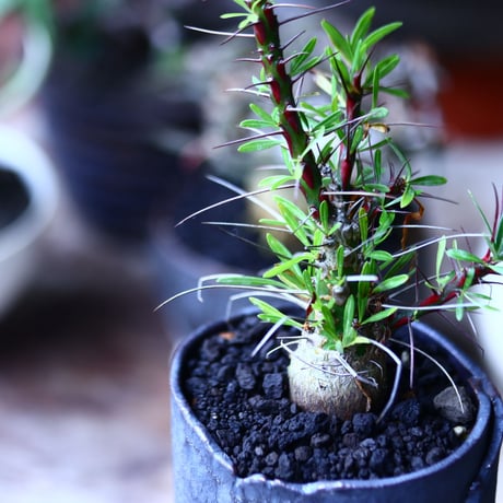 フォークイエリア   プルプシー  実生    Fouquieria purpusii  no.71927