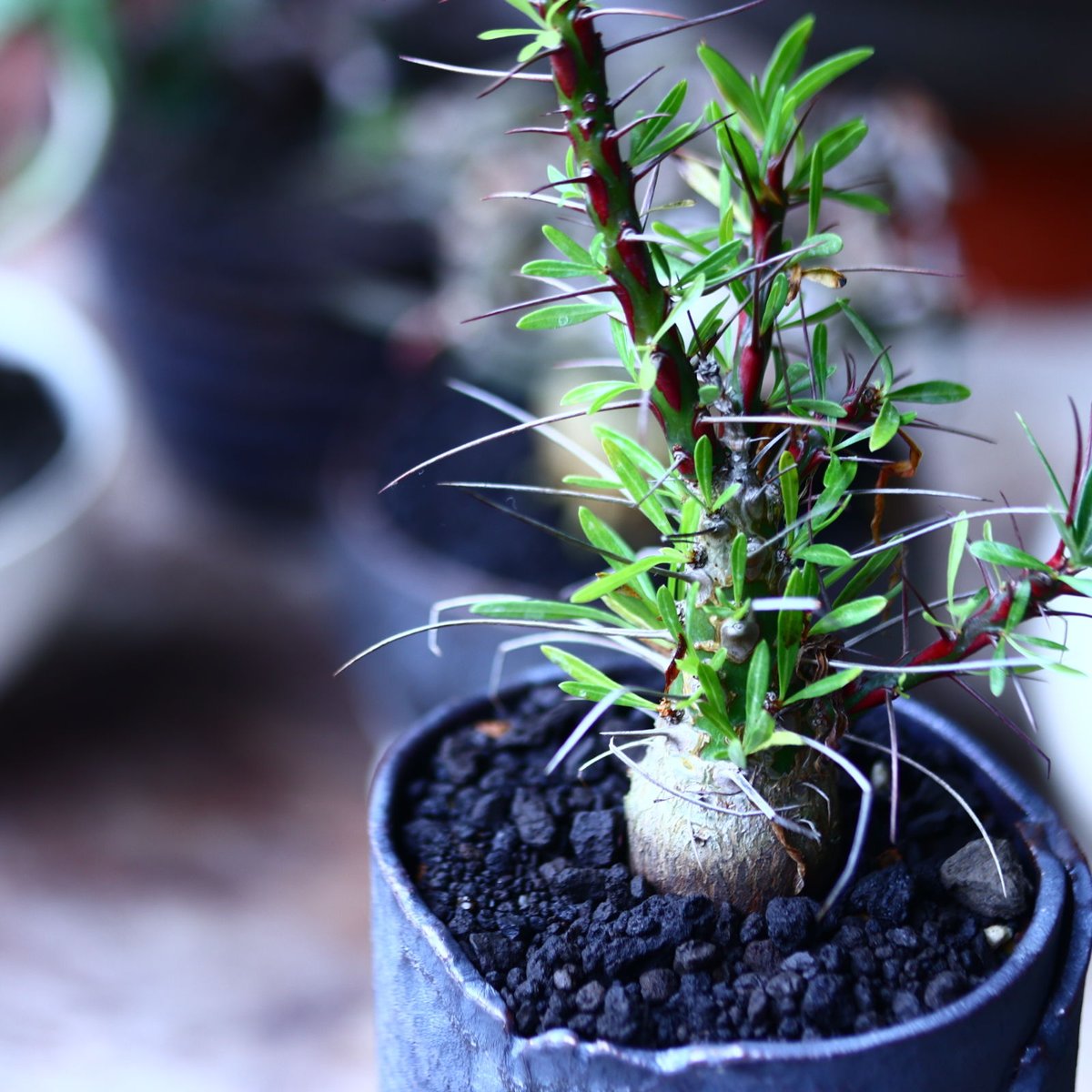 フォークイエリア プルプシー 実生 Fouquieria purpusii no...