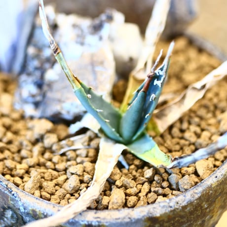 Agave uthaensis var. eborispina × YAMABACHI var. 六本芽    no.22501