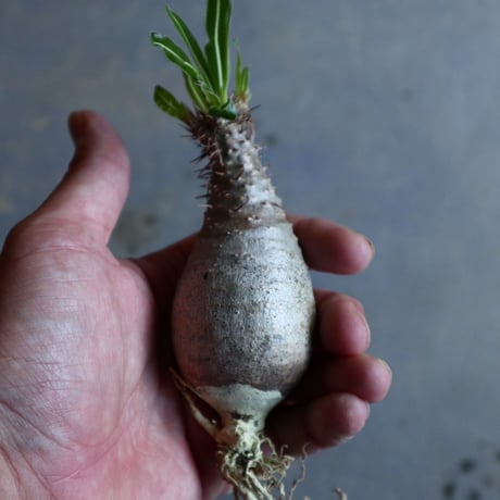 パキポディウム グラキリス   Pachypodium rosulatum var. gracilius no.110316