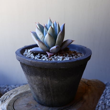 エケベリア  メキシカンジャイアント   Echeveria colorata 'Mexican Giant'.   no.40719