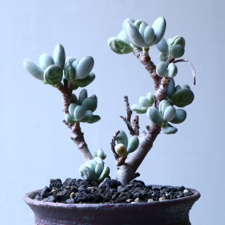 コチレドン　フクダルマ　cotyledon   no.12613
