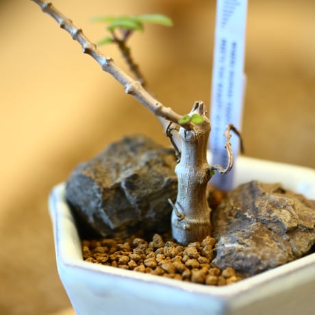 Plectranthus ernstii × 陶器鉢   no.31002