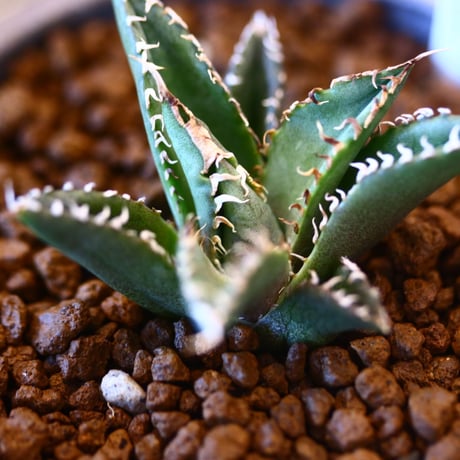 YAMABACHI ver. takero pot × Agave titanota "Filigree crested  no.102244