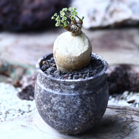 ユーフォルビア  スバポダ  Euphorbia subapoda    no.022