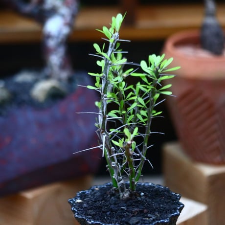 フォークイエリア hyb.／ Fouquieria hyb. （purpusii × fasciculata ） no.101043