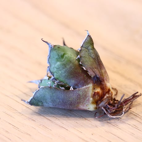 'ハルコイ´セット (N/OH × Agave titanota "FO-076)  no.30375