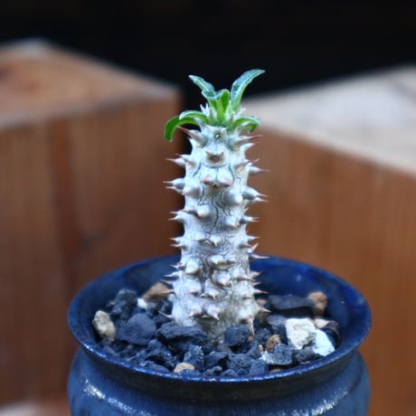 パキポディウム タッキー／Pachypodium'Tackyi'     no.60592