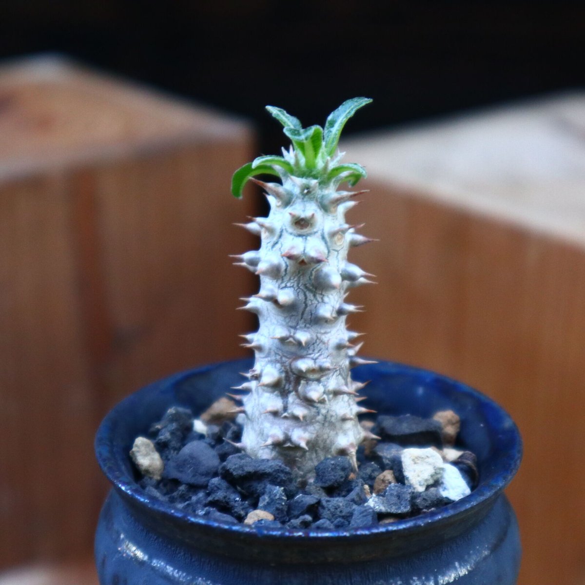 パキポディウム タッキー／Pachypodium'Tackyi' no.60592 |