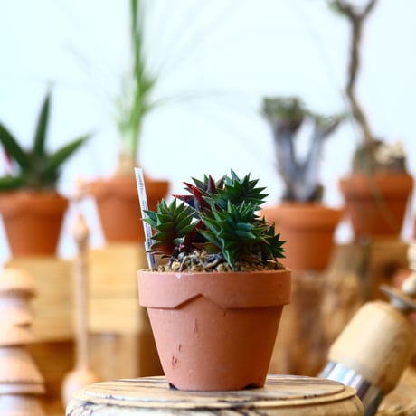 YAMABACHI × Haworthia sp   no.100105