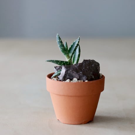 Aloe arenicola  × YAMABACHI (3号)  no.104/24