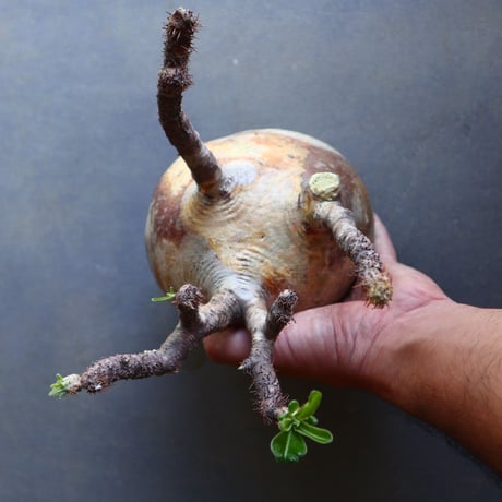 パキポディウム グラキリス 抜苗  Pachypodium rosulatum var. gracilius no.100636