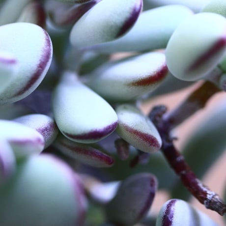 コチレドン   福娘　Cotyledon   orbiculata  var. oophylla   no.70519