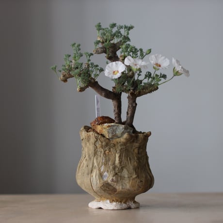 芽の巣山