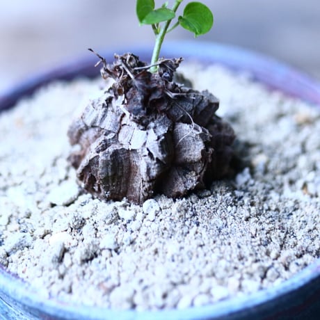 ディオスコレア   亀甲竜    Dioscorea elephantipe     no.101810