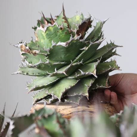 Agave titanota solareclipse / Style of Chika　no.42153