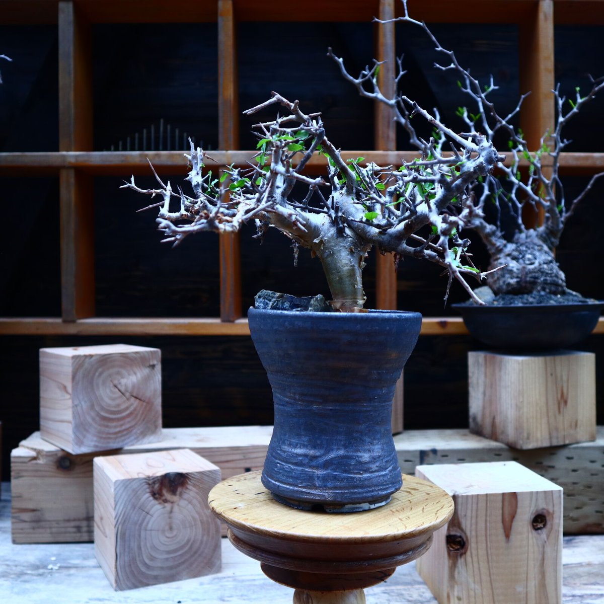 \"Commiphora wightii\" コミフォラ ワイティ 実生　良型 Commiphora wightii