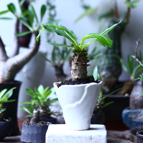 パキポディウム  ウィンゾリー 実生   Pachypodium baronii var. windsori    no.71910