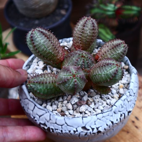 ユーフォルビア  オベサ hyb. ／Euphorbia obesa  hyb.    no.51647