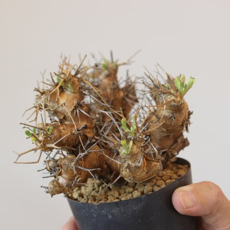 Othonna euphorbioides   no.921-8