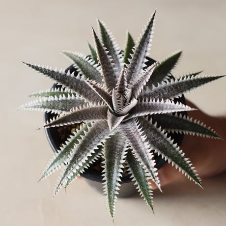 CATEGORY Yocto Plants | 芽の巣山