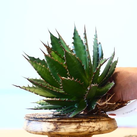 Agave horrida / Style of Chika   no.1015/37