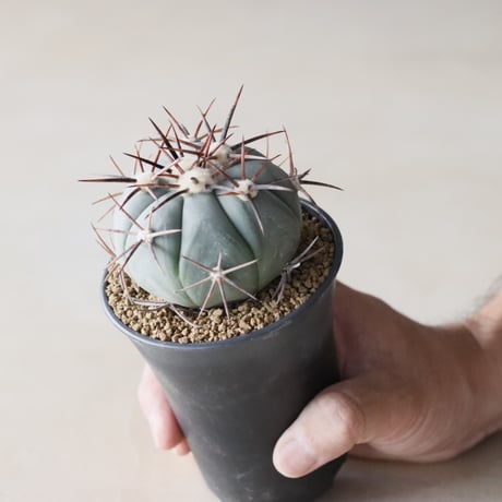 Echinocactus horizonthalonius / 太平丸 (3号鉢)  no.913/12