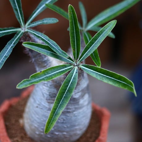 パキポディウム  グラキリス／Pachypodium  gracilius       no.120541