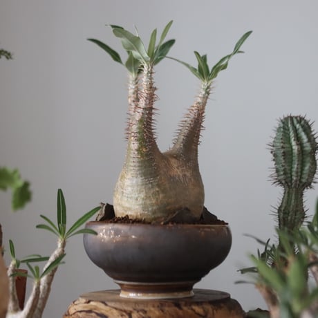 Pachypodium gracilius × たけろうポット    no.51225