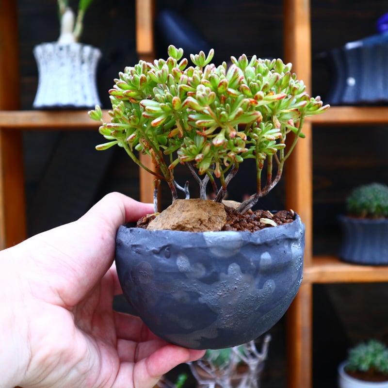 アエオニウム 小人の祭 ／ Aeonium sedifolium no.60501 |